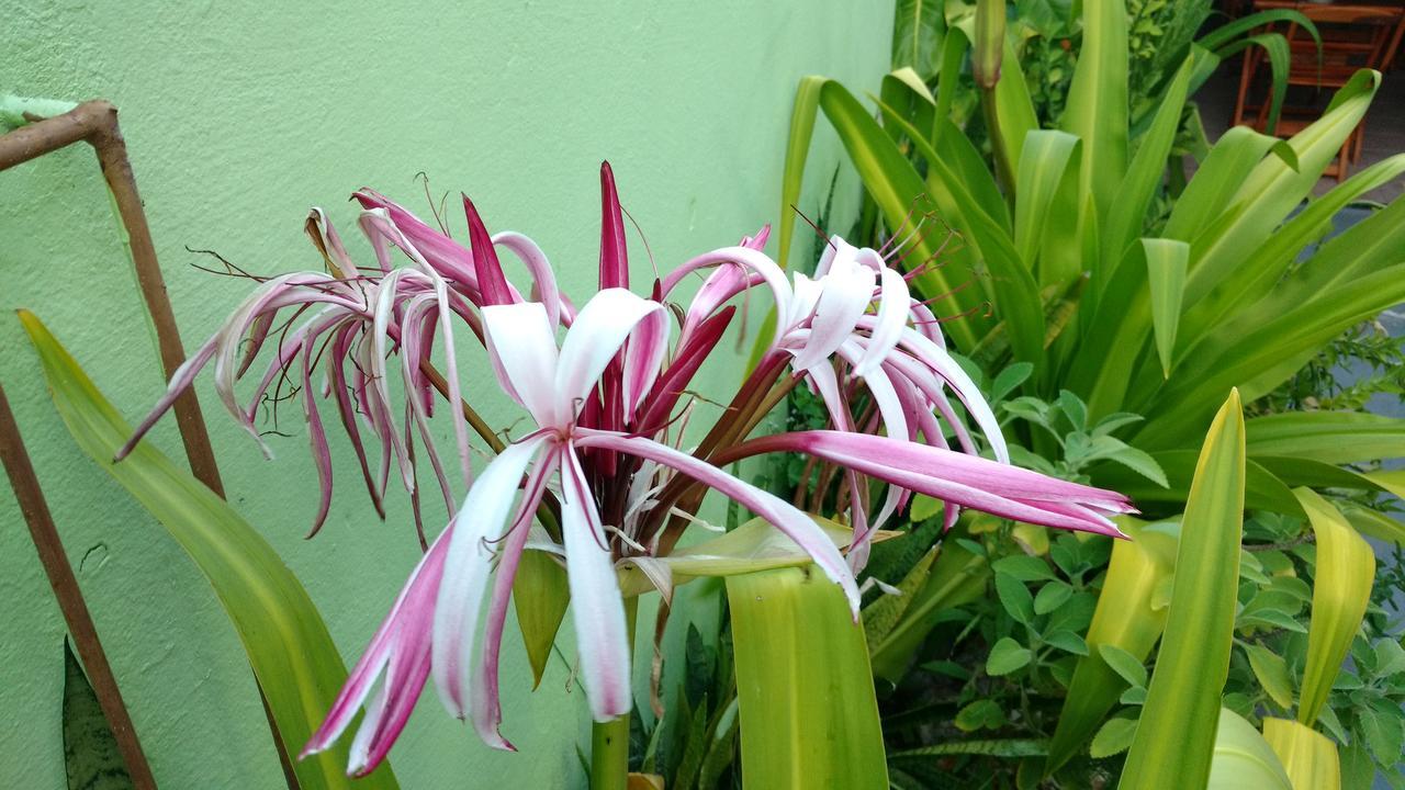 Flor D' Açucena Natal